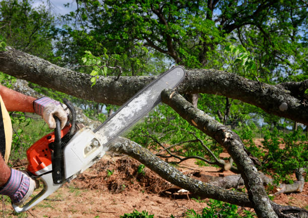 Tree Service Company in Salem, NC